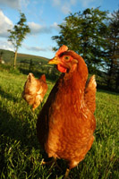 Heinz Wrage liefert frische BIO- und Freiland-Eier von kontrollierten Geflügelgruppen.